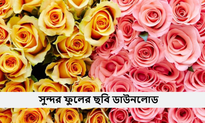 সুন্দর ফুলের ছবি ডাউনলোড করবো